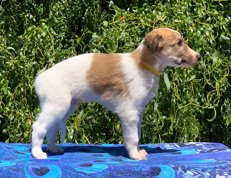 5 weeks - Boy 5 right